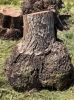 black walnut burls 300-1500 lbs