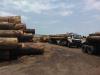 Tali, Bubinga, Padouck and other tropical Logs for Sale (Cameroon)