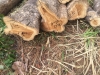 Teak logs