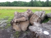 Large Diameter Old-Growth Maple Logs/Slabs/Lumber (MD)