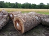 Variety of Old Growth Logs (MD)