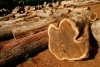 Hardwood, Logs and Lumber