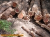 Eastern redcedar post/logs any size at a price